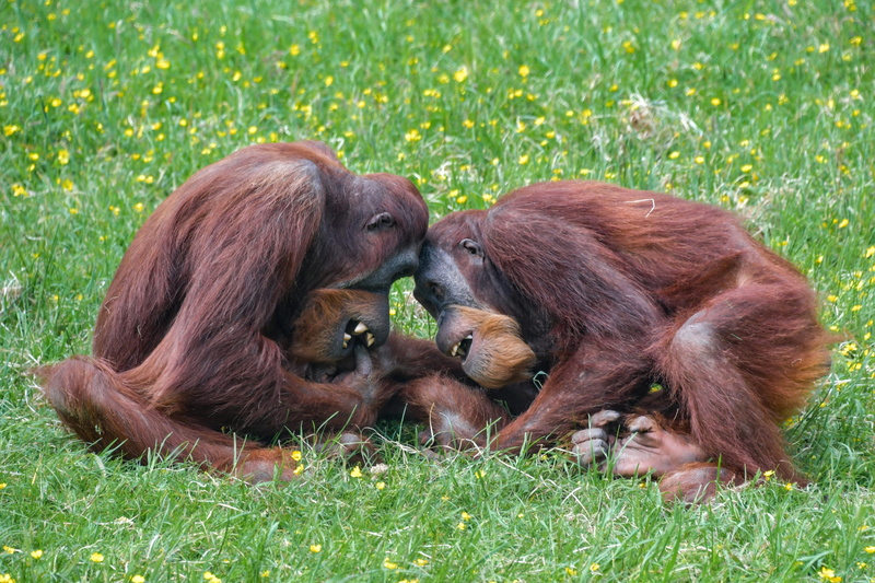 no people, land, nature, pongo, two, young animal, monkey, animal family, vertebrate, mammal, outdoors, animal wildlife, primate, grass, animal, animals in the wild