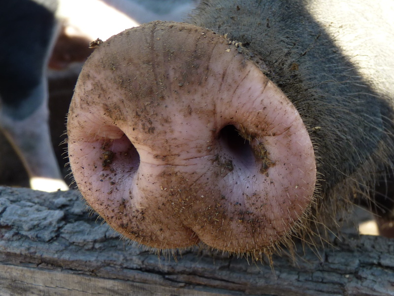 outdoors, domestic, domestic animals, pig, taster, nature, animal themes, black, brown, animal head, animal, vertebrate, grunt, whisker, pets, one animal
