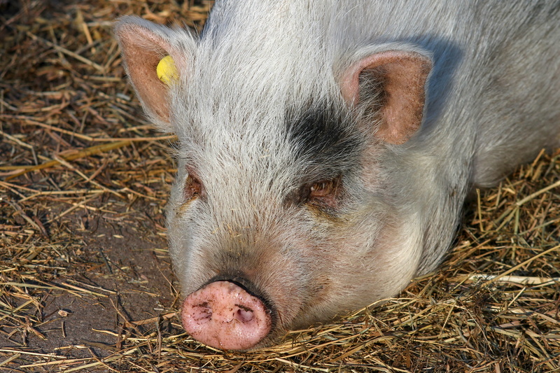 cattle, pigs head, farm, one animal, pig sty, animal themes, close-up, proboscis, portrait, bristles, no people, grunt, trunk disc, domestic, livestock