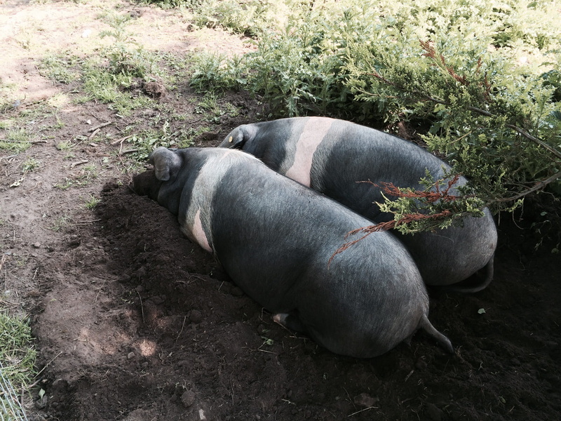 relaxation, group of animals, mammal, swine, animals in the wild, breed, sleeping, animal wildlife, land, plant, domestic animals, nature, domestic, saddleback