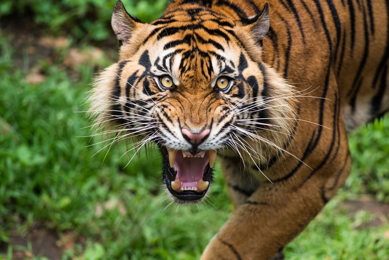 Tiger, teeth, grunting, 5K, looking