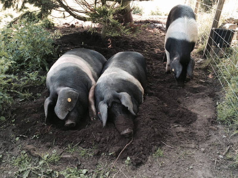 saddleback pigs, field, boar, pets, no people, young animal, animal themes, farming, domestic animals, domestic, country, animal family, herbivorous, high angle view