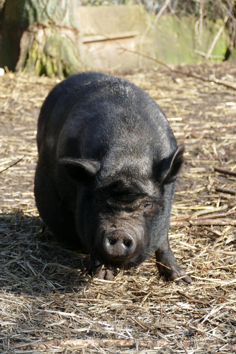 day, field, bushy, no people, farm, animal themes, scratch, animal, 5K, eyes closed, wild boar, land, pet, long-haired, black color, domestic animals