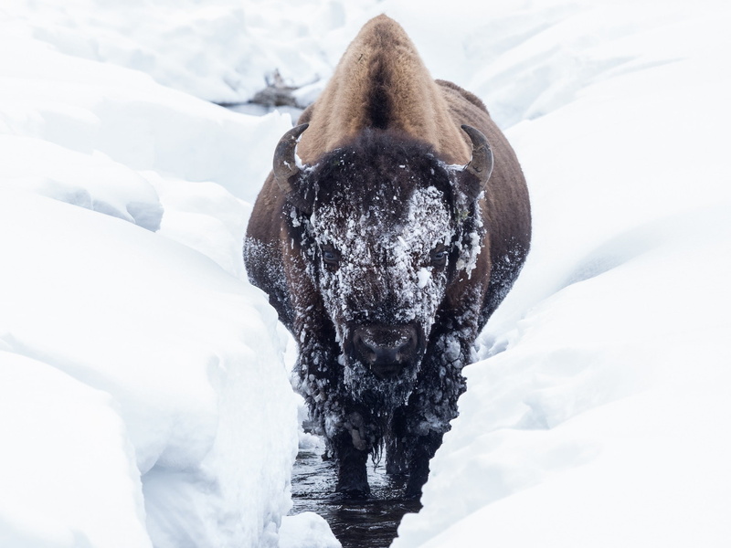 animals, nature, 1080P, day, cold, scenics - nature, no people, animal, cold temperature, snow, field, vertebrate, mammal, one animal, winter, animal themes
