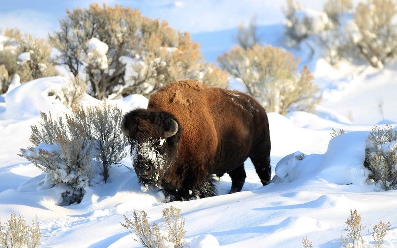 winter, nature, animals, bison, sunlight, horns, snow, 1080P, shrubs, white