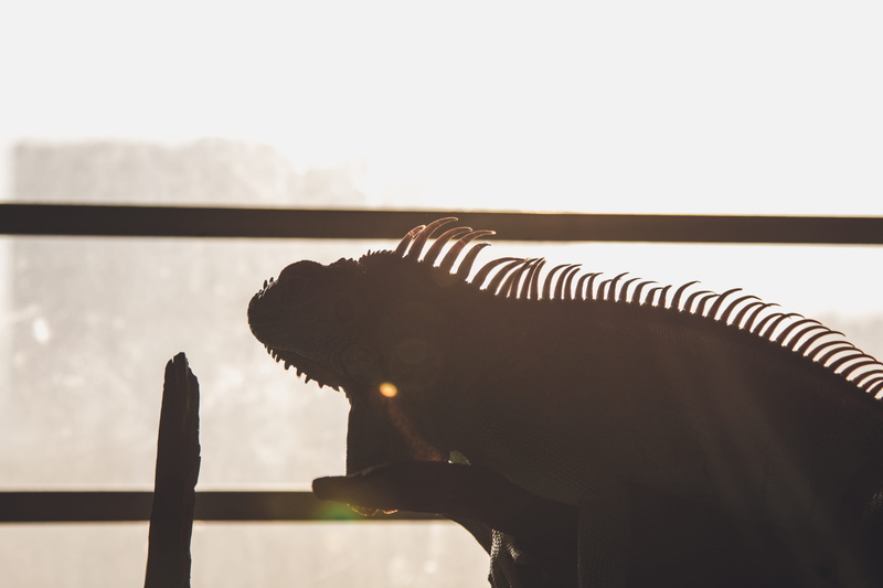 fence, animal representation, mouth open, reptile, gecko, animal, vertebrate, indoors, close-up, focus on foreground, t-rex, animal themes, nature, coaster