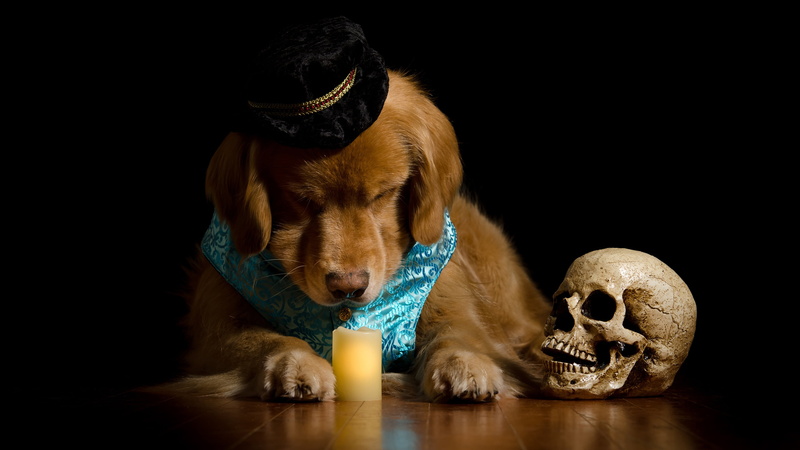 elegant, composition, portrait, costume, Retriever, Golden, candle, 4K, face, dog, vest, photoshoot, skull, black background, hat, poor Yorick, Shakespeare