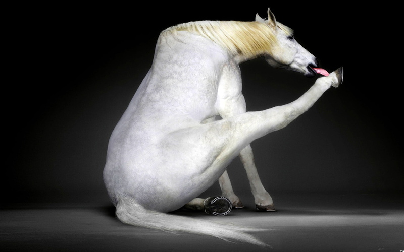 young adult, HOOF, contemplation, studio shot, black background, women, beautiful woman, MANE, bizarre, indoors, BACKGROUND, performance, LANGUAGE, WHITE