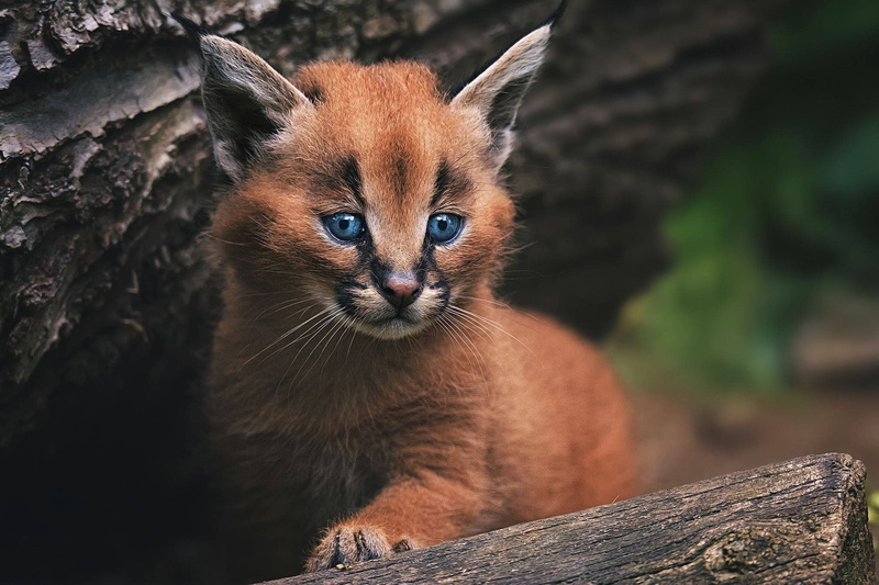 cub, wild cat, kitty, 1080P, Caracal