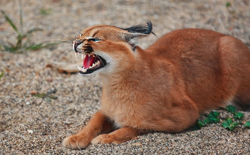 Caracal, Cats, 1080P
