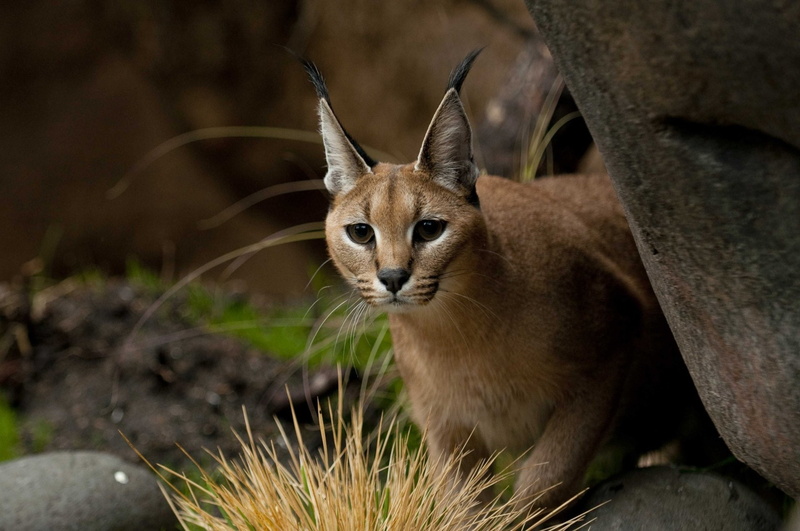 Caracal, 1080P, Cats