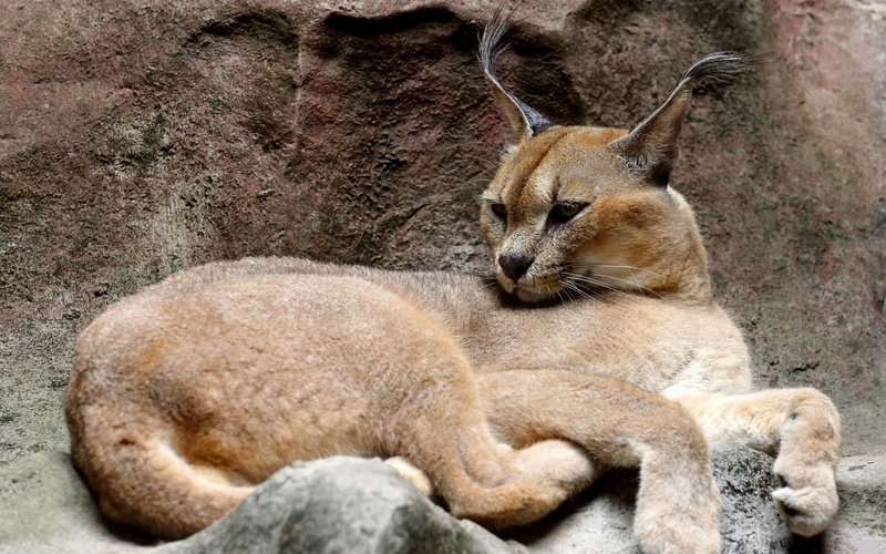 looking, animal, pets, sleeping, carnivore, stones, lying down, no people, whisker, outdoors, caracal, nature, day, vertebrate, feline, brown, young animal