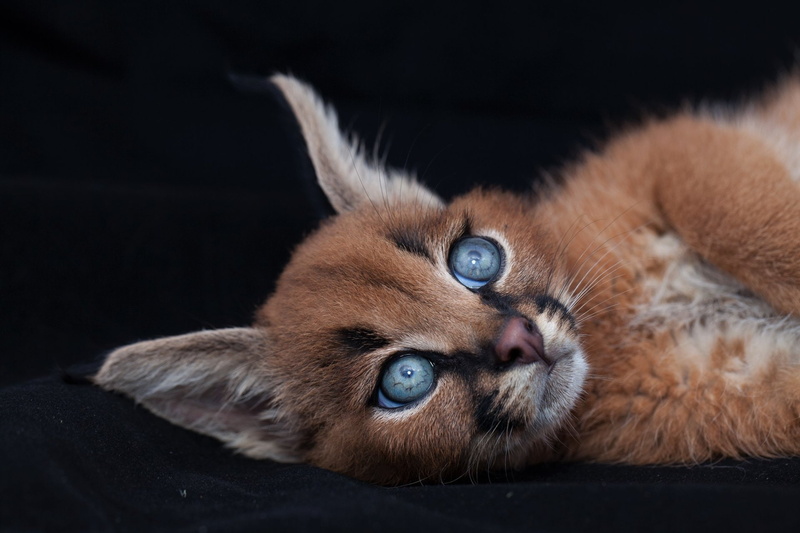 Animal, Blue Eyes, 1080P, Cats, Cub, Baby Animal, Caracal