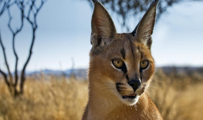 1080P, view, animal wildlife, close-up, animals in the wild, plant, no people, land, focus on foreground, looking at camera, one animal, caracal, vertebrate