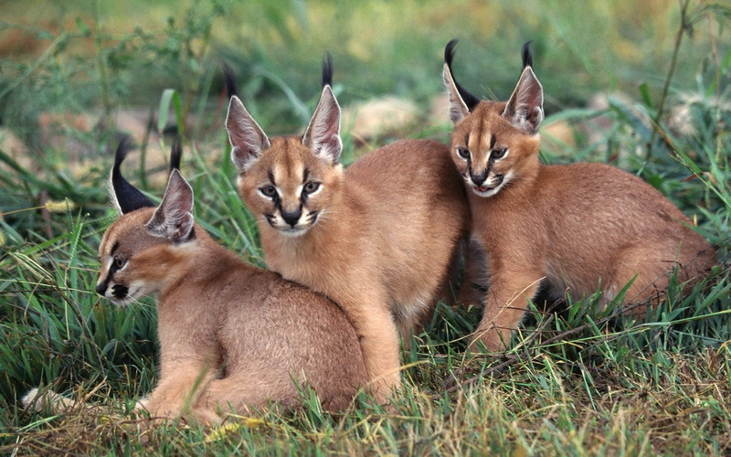 caracal, nature, no people, domestic animals, young animal, domestic, plant, mammal, grass, group of animals, togetherness, 1080P, animal family, outdoors