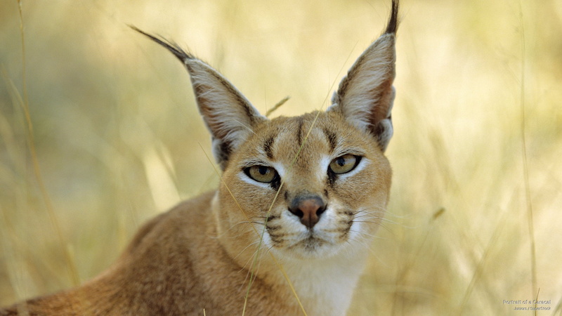 caracal, portrait, Animals, 2K