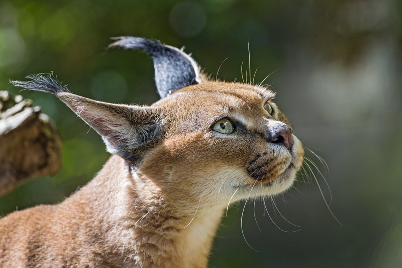 Caracal, 1080P, Bokeh, Cats