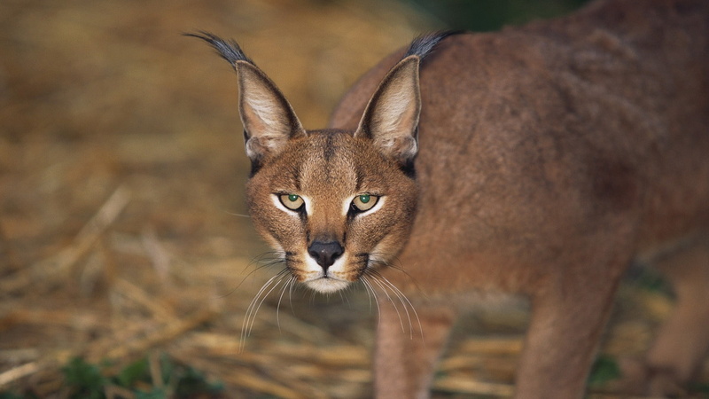 animal eye, eyes, animal body part, 1080P, feline, mammal, face, nature, caracal, front view, portrait, vertebrate, focus on foreground, brown, looking at camera