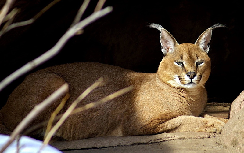 animal themes, safari Animals, looking at camera, one Animal, vertebrate, nature, legged, animal wildlife, lying down, no people, caracal, close-up, feline
