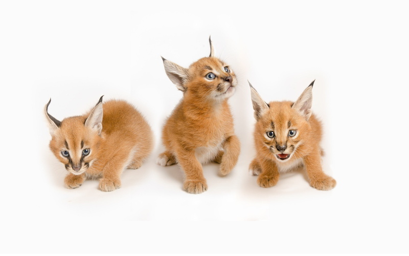 cub, kitten, white, caracal, cat, 2K
