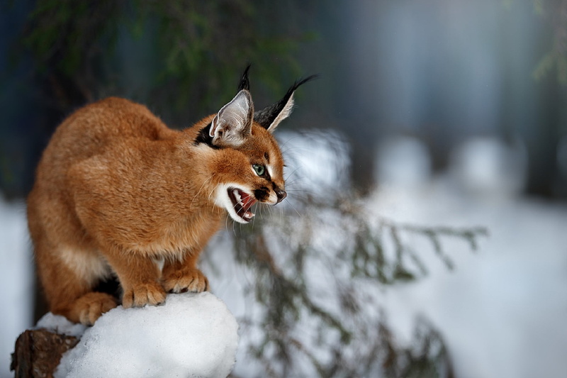 1080P, Caracal, Cats, Big Cat, Wildlife