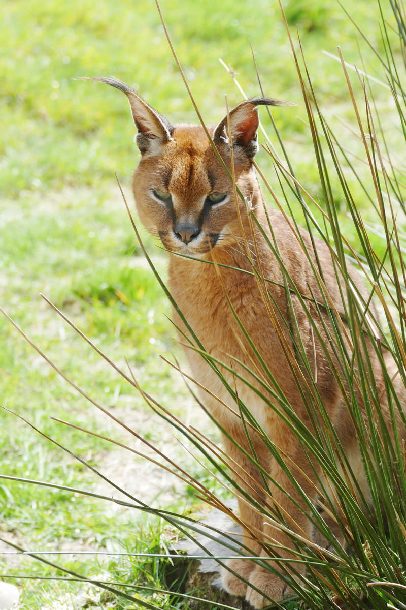 land, animal themes, feline, wildlife, predator, wildcat, hunting, green color, carnivore, no people, fur, photography, daytime, herbivorous, green, plant