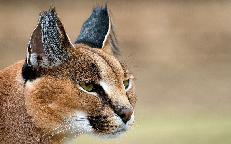 caracal, 1080P