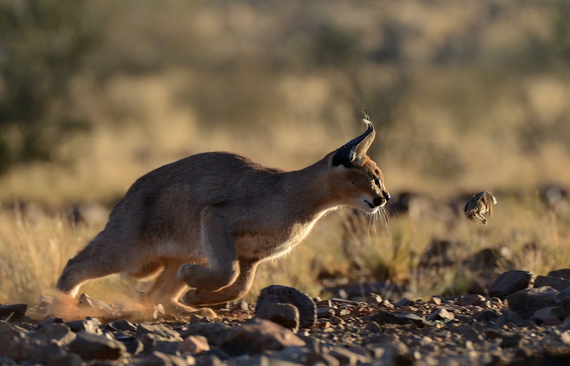 cougar, steppe lynx, predator, 1080P, hunter, Caracal, mining, brown
