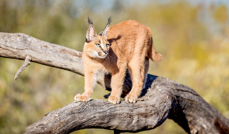 Caracal, 1080P, beauty, grace
