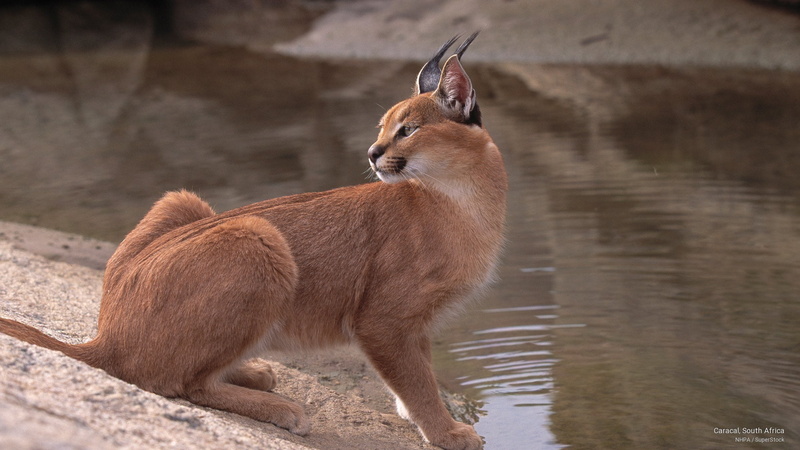 Animals, south, 2K, africa, caracal