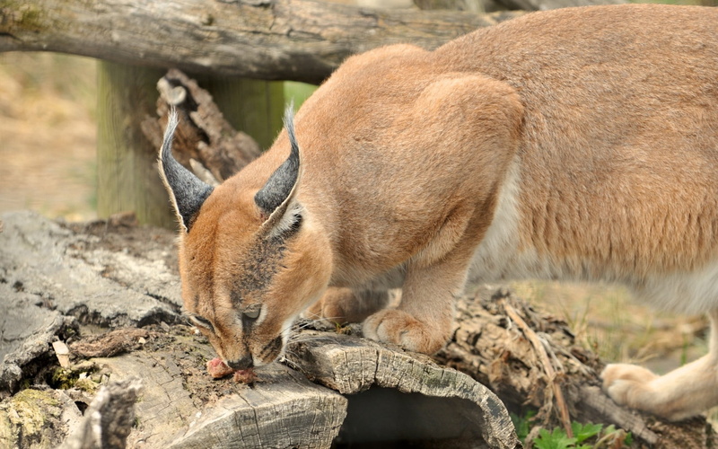 animals in the wild, day, animal wildlife, wild, animal themes, no people, mammal, caracal, field, vertebrate, 1080P, close-up, outdoors, animal, solid
