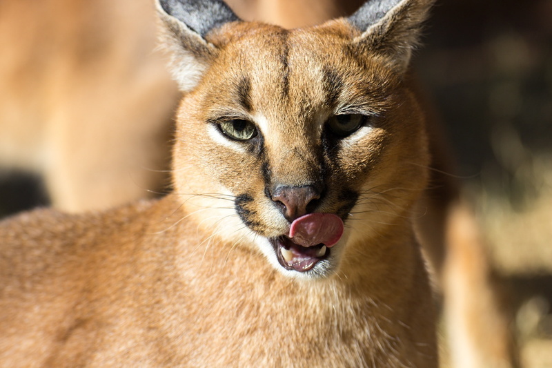 caracal, wild, cat, 1080P, face, tongue