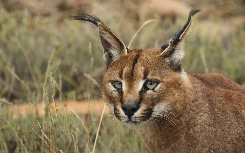 female Animal, plain, animal wildlife, day, young Animal, safari Animals, 2K, male Animal, looking at camera, wildcat - Animal, focus on foreground, green Color
