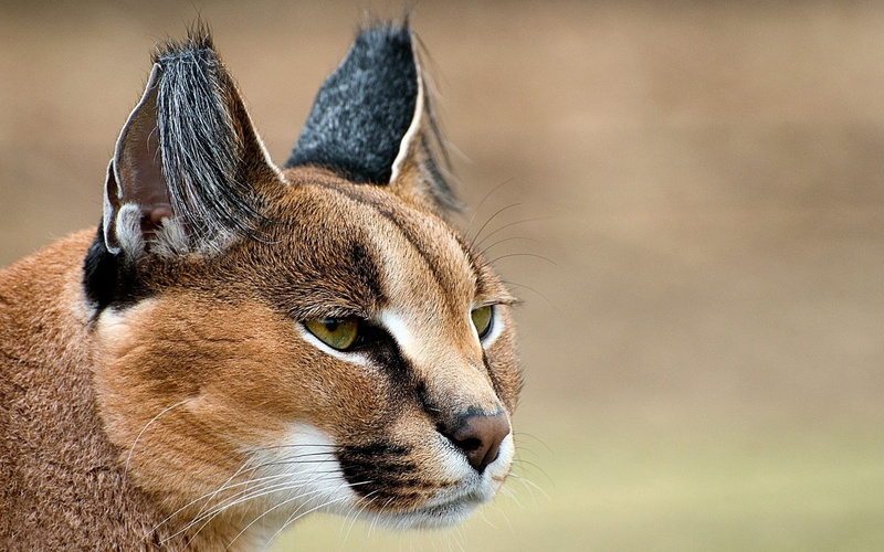 focus on foreground, animal body part, animal themes, profile view, feline, caracal, vertebrate, animal Ear, animal, brown, cat, whisker, portrait, snout