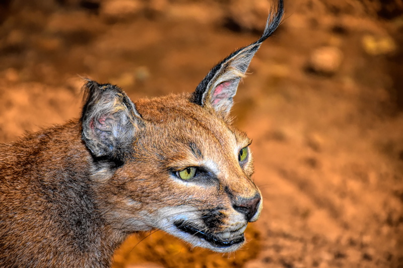 animal, side view, animal wildlife, survival, animals in the wild, natural, predator, hunting, close-up, feline, mammal, paw, animals hunting, 5K, nature
