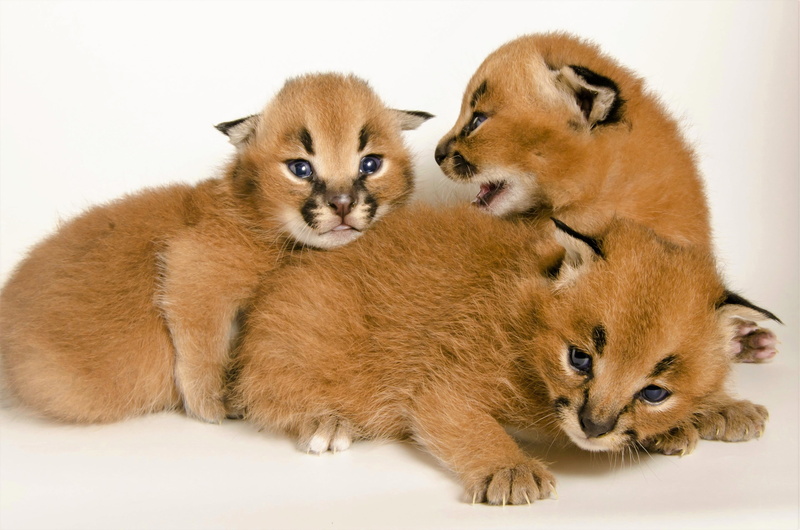 care, indoors, white background, cute, cat, animal wildlife, mammal, studio shot, feline, caracal 4k new picture, domestic, positive emotion, vertebrate
