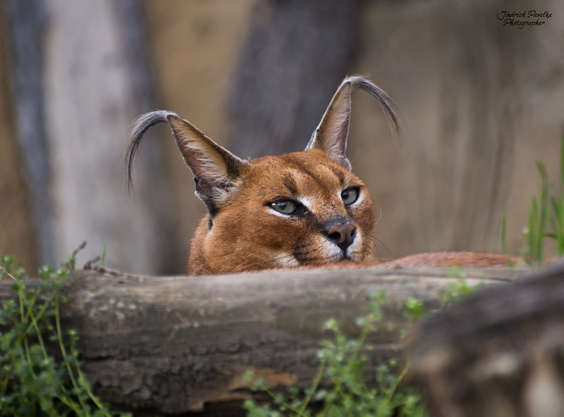 1080P, muzzle, Caracal, ears, looking into the soul
