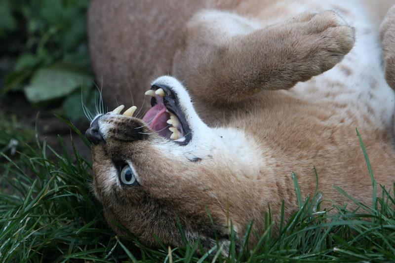 animal head, whisker, brown, haired, feline, face, vertebrate, short, day, mammal, plant, animal wildlife, animals in the wild, fangs, lying down, nature