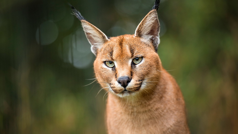 Wildlife, Cats, 4K, predator (Animal), Big Cat, Caracal