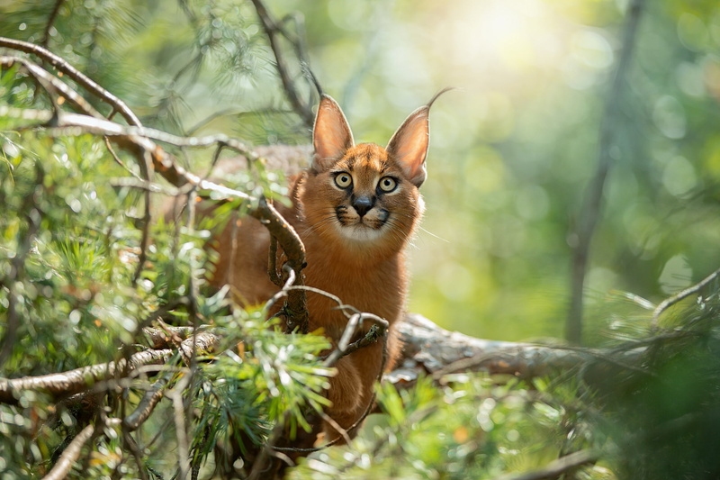 Caracal, Big Cat, predator (Animal), Wildlife, 1080P, Cats