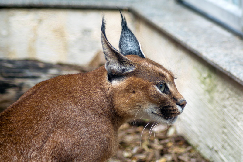 pets, big cat, photography, macro, aggression, feline, short, animal body part, vertebrate, focus on foreground, caracal caracal, one animal, cat, desert lynx