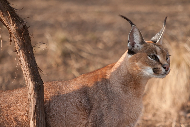 face, brush, branch, 1080P, cat, Caracal, looks, ears, wild, look