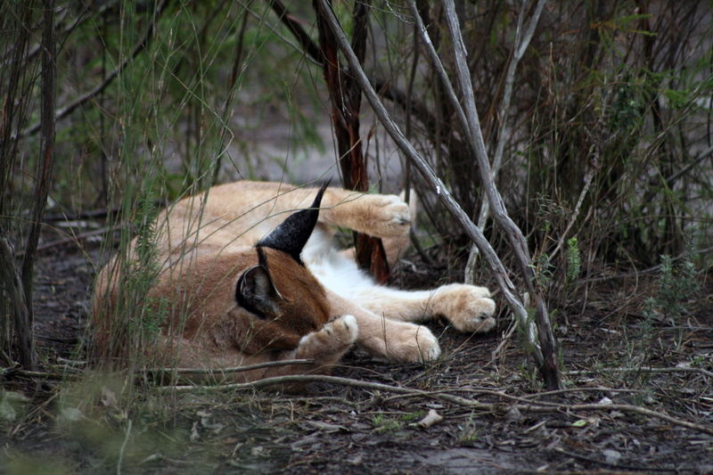 hunter, animal wildlife, wildcat, animal themes, no people, domestic animals, vertebrate, day, land, animal, carnivore, branch, young animal, ears, field