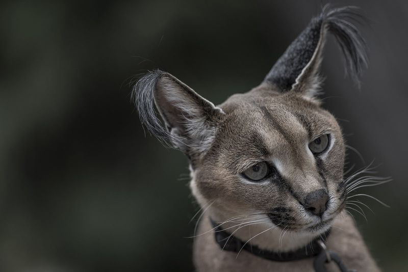 animal themes, animal head, animal eye, cat, mammal, vertebrate, black background, one animal, whisker, 720P, feline, looking, face ears hair photography wildlife wild cat caracal