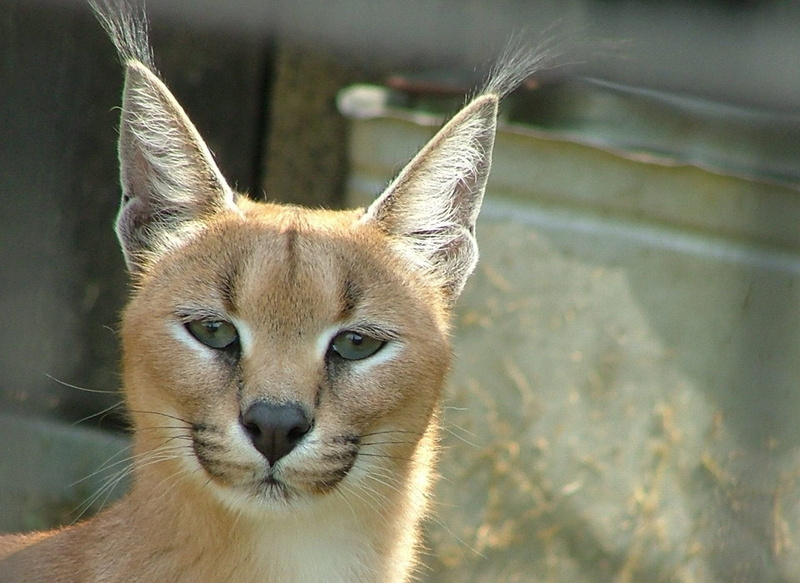 looking at camera, feline, domestic animals, pets, mammal, Cats, animals in the wild, close-up, 1080P, portrait, focus on foreground, whisker, animal