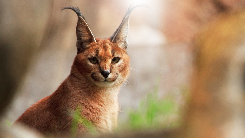 brown, outdoors, vertebrate, whisker, feline, animal wildlife, Wild cat, animal, Predator, mammal, domestic, 1080P, looking at camera, Caracal, animal body part