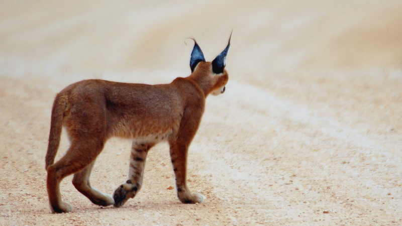 720P, caracal