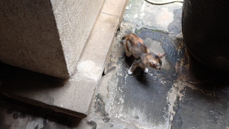 cat, domestic animals, high angle view, one animal, pets, animal wildlife, animals in the wild, animal themes, museum wayang, lost, west jakarta, rodent