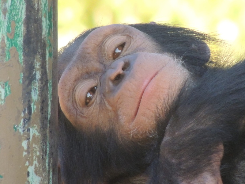 primate, snout, animal wildlife, animal nose, touroparc, close-up, animal mouth, animal head, france, animal, one animal, animals in the wild, 4K, outdoors