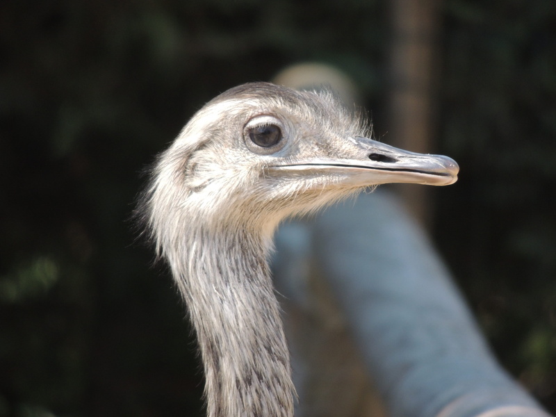 nature, emu, no people, focus on foreground, vertebrate, animal body part, animal eye, looking away, animal wildlife, one animal, side view, romanèche-thorins
